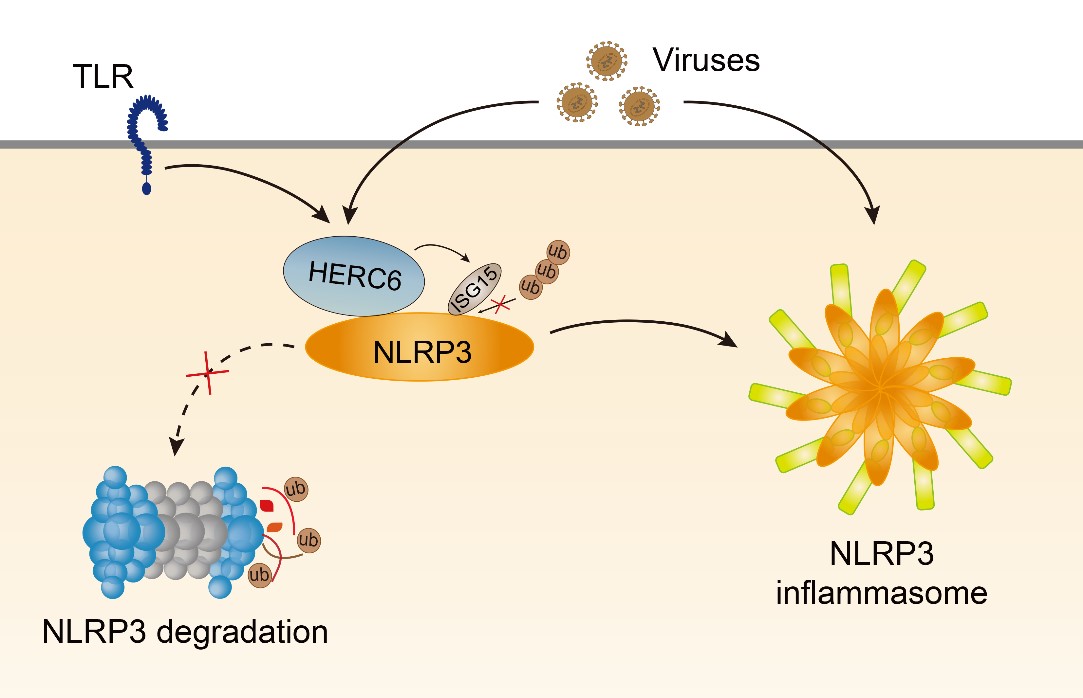 Dr. Zhao Wei’s Group Reveals Novel Regulation Mechanisms of NLRP3 Inflammasome