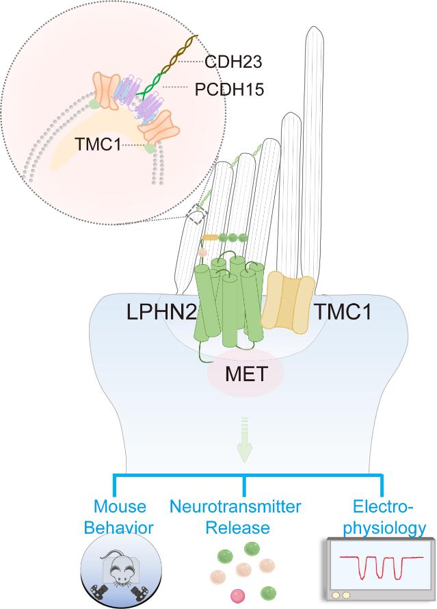 Opening a New Era! SDU Researchers Identified the Receptor for Equilibration
