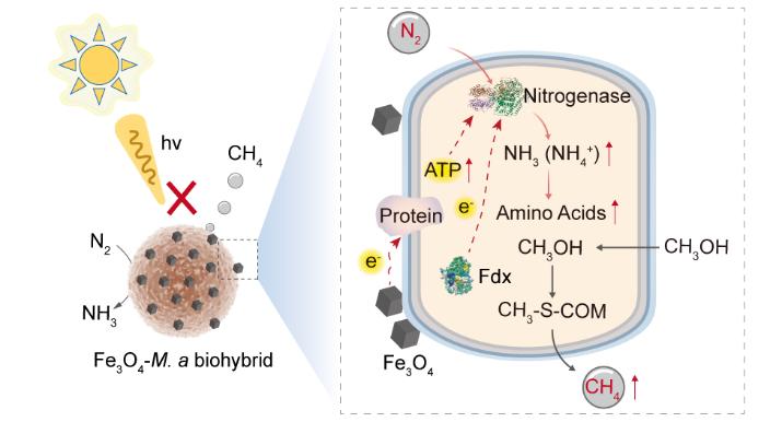 Professor Yuan Xianzheng’s Research Group Achieves Breakthrough in Biohybrid Catalytic Nitrogen Fixation
