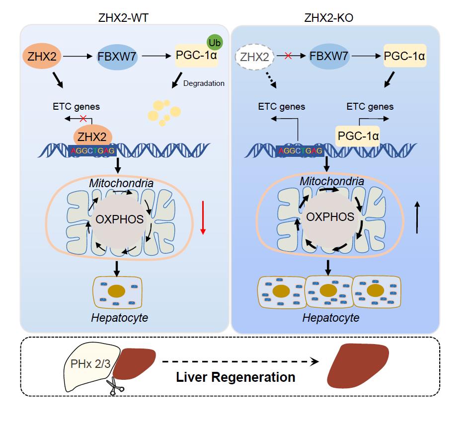 Professor Ma Chunhong's Team Makes New Progress in the Field of Acute Liver Injury