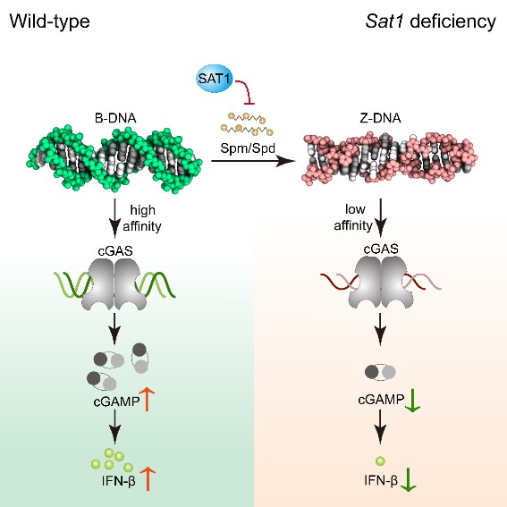 Dr. Zhao Wei's Team Reveals Novel Regulation Mechanisms of cGAS Through B-to-Z DNA Transition