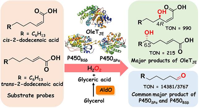 Prof. Li Shengying’s Group from the State Key Laboratory of Microbial Technology Reports a New Mechanism for Cytochrome P450 Peroxygenases