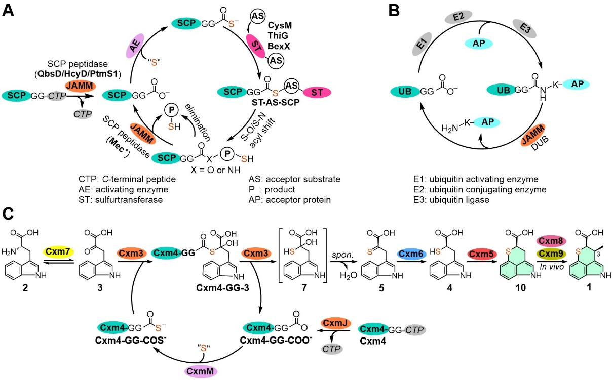 Professor Zhang Wei, Li Shengying and Bian Xiaoying's Joint Research Groups Discovered a New Enzymatic Sulfur-incorporation Mechanism