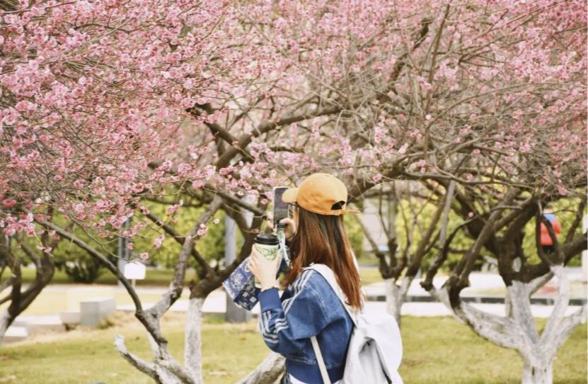 Spring in Full Bloom: Explore Scenic Beauty of Shandong University